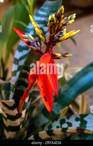 Broméliade de zèbre (aechmea chantinii) dans la forêt amazonienne. Perú. Banque D'Images