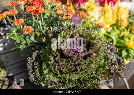 Gros plan de fond de texture de chou frisé ornemental dans un groupe de plantes en pot à fleurs d'automne en plein air Banque D'Images