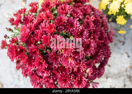 Vue de dessus fond de texture abstraite de fleurs de chrysanthème rose bordeaux foncé dans un pot ensoleillé extérieur Banque D'Images