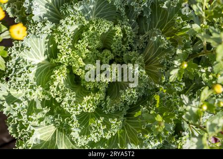 Fond de texture plein cadre d'une plante de chou frisé ornemental dans un cadre extérieur ensoleillé Banque D'Images