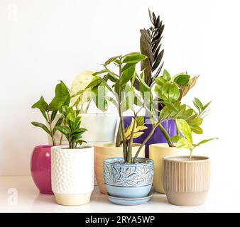 Différentes variétés de plantes zamioculcas zamiifolia dans un beau pot en céramique avec une plante albo monstera Banque D'Images