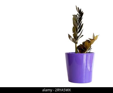 Noir Zamioculcas Zamiifolia plante en pot isolée sur fond blanc avec espace copie Banque D'Images