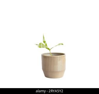 ZZ plante panachée avec des feuilles allongées dans un pot en céramique isolé sur fond blanc Banque D'Images