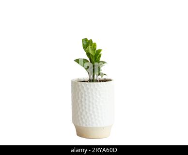 Zamioculcas Zamiifolia Zenzi plante dans un pot en céramique blanche isolé sur fond blanc Banque D'Images