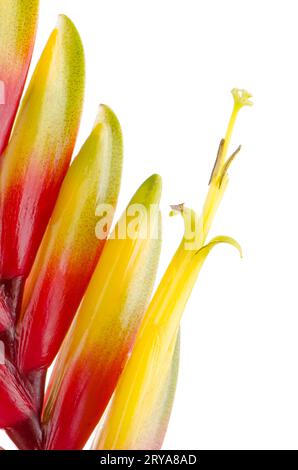 Bromelia fleurs Banque D'Images