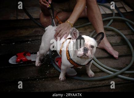 Propriétaire avec mignon bulldog français prend un bain Banque D'Images