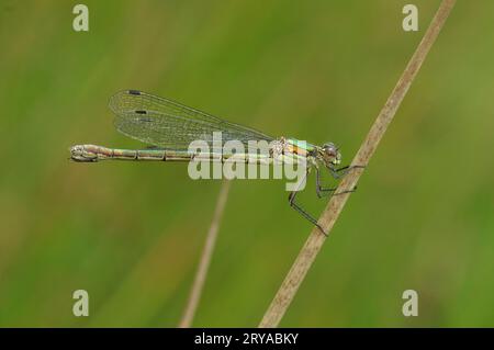 Gros plan détaillé sur un Spreadwing Emerald, Lestes dryas, damselflfy, sur fond vert Banque D'Images