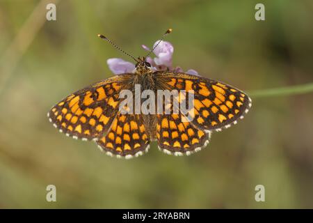 Gros plan détaillé sur un frillaire méditerranéen de Heath Sud, Melitaea celadussa avec ailes étalées Banque D'Images