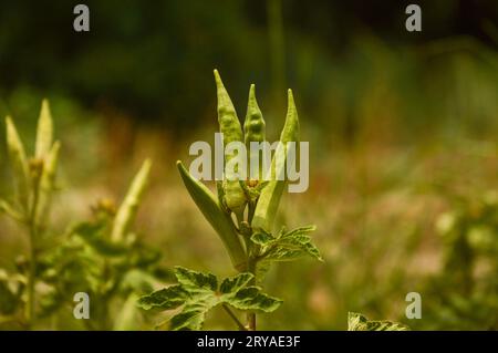 Gros plan sur Lady finger flower. Fleur d'okra. Fleur de doigt de dame avec doigt de dame. Légume d'okra sur la plante d'okra. Fond de jardin vert. Nourriture naturelle Banque D'Images