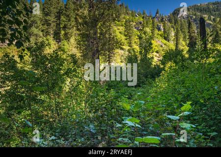 Sentier Little Elk Creek, sentier envahi par la végétation, sentier non entretenu, chaîne de la rivière Snake, grandes Rocheuses de Yellowstone, Targhee National Forest, Idaho, États-Unis Banque D'Images