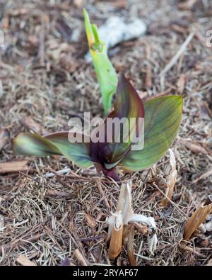 Vert et violet foncé rouge Canna Lily feuilles de tir vers le haut du lit de jardin couvert de paillis, d'en haut, jardin australien Banque D'Images