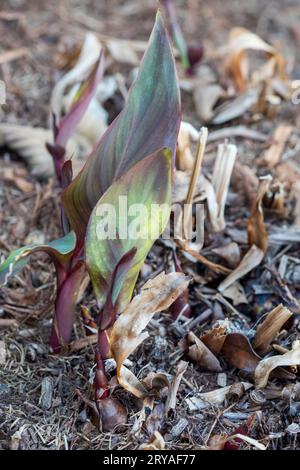 Vert et violet foncé rouge Canna Lily feuilles de tir vers le haut du lit de jardin couvert de paillis, jardin australien Banque D'Images