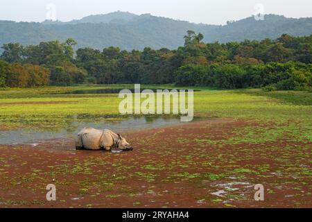 Image de l'habitat d'un rhinocéros à cornes dans un lac couvert d'algues rouges au parc national Kaziranga, Assam Banque D'Images