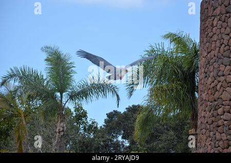 Marabu africain dans Jungle Park, île de Tenerife Banque D'Images