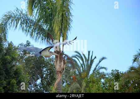 Marabu africain dans Jungle Park, île de Tenerife Banque D'Images