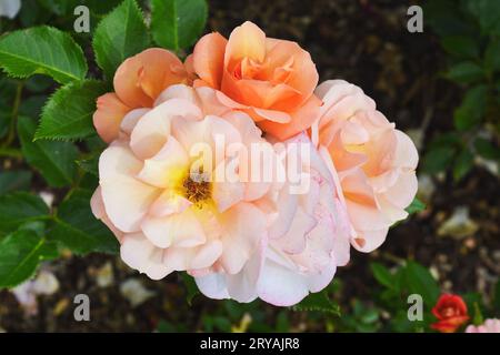 Fleur rose couleur pêche en fleur Banque D'Images