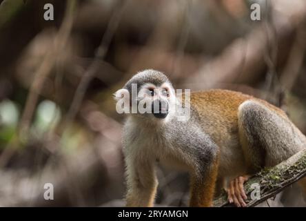 Singe araignée (Saimiri sciureus) sur la rivière Napo en Équateur Banque D'Images