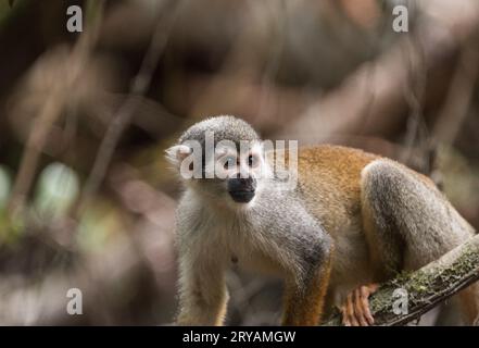 Singe araignée (Saimiri sciureus) sur la rivière Napo en Équateur Banque D'Images