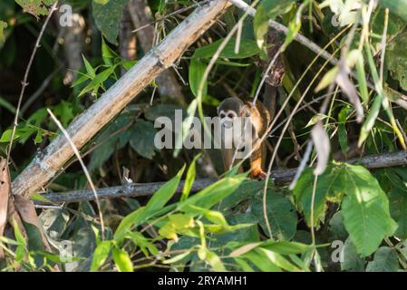 Singe araignée (Saimiri sciureus) sur la rivière Napo en Équateur Banque D'Images