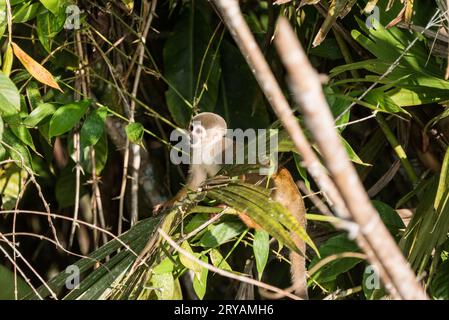 Singe araignée (Saimiri sciureus) sur la rivière Napo en Équateur Banque D'Images