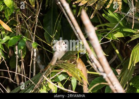 Singe araignée (Saimiri sciureus) sur la rivière Napo en Équateur Banque D'Images