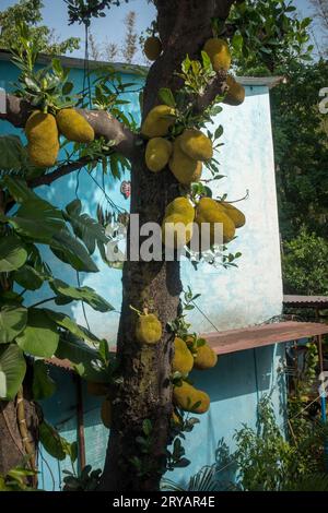 Abondant arbre à jackfruit (Artocarpus heterophyllus Lam) en Inde chargé de fruits mûrs Banque D'Images