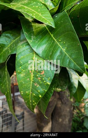 Feuilles de manguier avec des taches blanches causées par des insectes écailles, qui se nourrissent de sève végétale et infestent les feuilles, les branches et les fruits. Indian Gardens. Banque D'Images