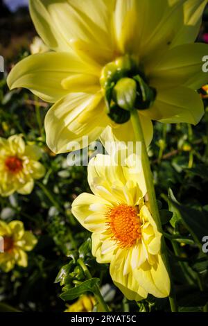 Vue rapprochée d'une fleur jaune de Dahlia 'Lemon Sherbet' poussant dans le terrain d'essai à RHS Garden Wisley, Surrey, Angleterre au début de l'automne Banque D'Images