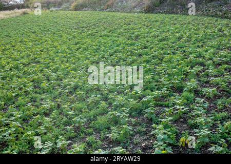 Culture de haricots rouges , le haricot commun (Phaseolus vulgaris). Plantation biologique dans la région de l'Himalaya Uttarakhand. Banque D'Images