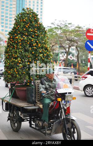 Énorme arbre de kumquat du nouvel an lunaire Tet chargé de fruits orange vif attaché à une moto à trois roues conduisant dans la circulation à Hanoi, Vietnam Banque D'Images