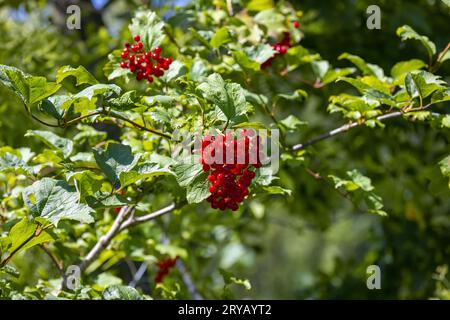 Le Red Balloon® (Lantanaphyllum Viburnum) est un arbuste compact à feuilles caduques ayant une habitude de courbure verticale avec une longue saison d'intérêt Banque D'Images