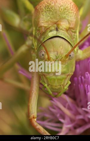 Gros plan facial naturel extrême sur le grand Western Saddle Bush-Cricket méditerranéen, Ephippiger diurnus Banque D'Images