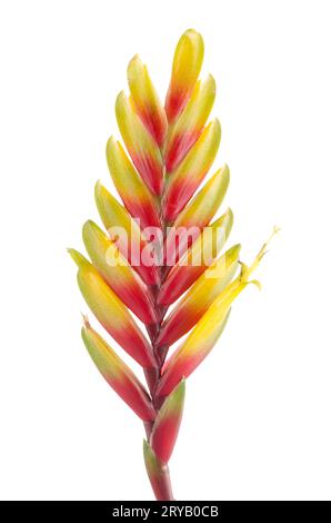 Bromelia fleurs Banque D'Images