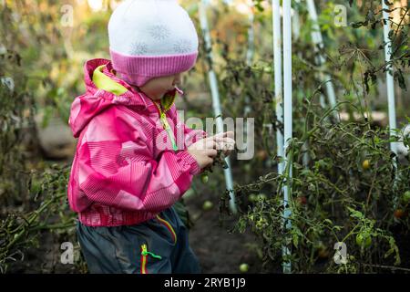 Une fille récolte la dernière récolte de tomates dans le jardin. Préparer le jardin pour l'hiver. Derniers légumes avant le gel Banque D'Images