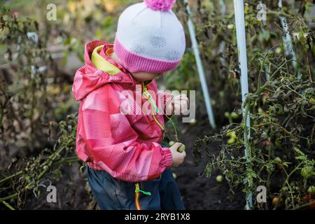 Une fille arrache les dernières tomates d'un buisson. Feuilles de tomate sèches après les gelées d'automne. Banque D'Images