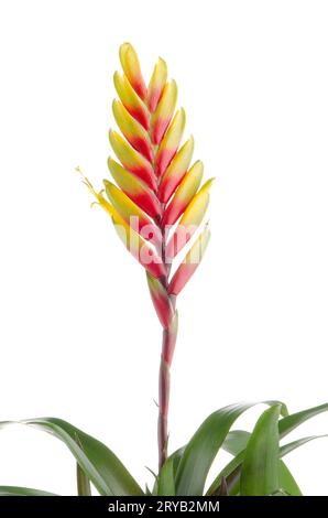 Bromelia fleurs Banque D'Images