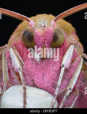 Portrait d'une mite rose et marron avec des pattes blanches, sur un crayon blanc à pointe de gomme, fond noir (Elephant Hawk-mite, Deilephila elpenor) Banque D'Images