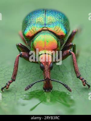 Portrait d'un charançon multicolore, irisé roulant des feuilles avec des couleurs bleues, vertes et rouges, buvant de l'eau sur une feuille (Byctiscus betulae) Banque D'Images