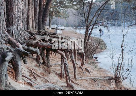 racines immenses de grands arbres. Les racines ont été mangées par le lac. Arbres inhabituels Banque D'Images