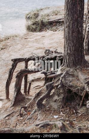racines immenses de grands arbres. Les racines ont été mangées par le lac. Arbres inhabituels Banque D'Images