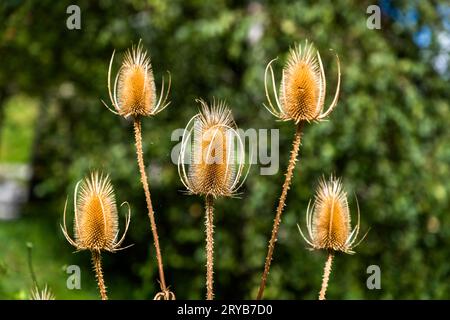 Les têtes de graines du chardon sauvage (Dipsacus fullonum) s'élèvent avec leurs têtes épineuses en forme de cône contre un feuillage vert, à Pringy près de Gruyères, dans le canton de Fribourg, en Suisse. Banque D'Images