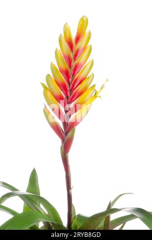 Bromelia fleurs Banque D'Images