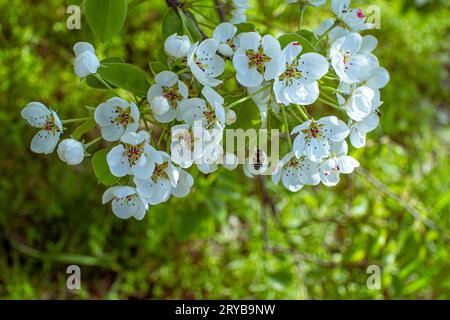 Belles branches de poirier en fleurs avec des fleurs blanches avec une abeille sur ses pétales poussant dans un jardin. Fond de nature de printemps. Banque D'Images