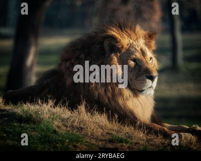 Photo d'un lion dans un environnement naturel Banque D'Images