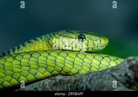 Gros plan d'un serpent vert sur un fond flou Banque D'Images