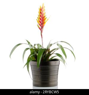 Bromelia fleurs Banque D'Images