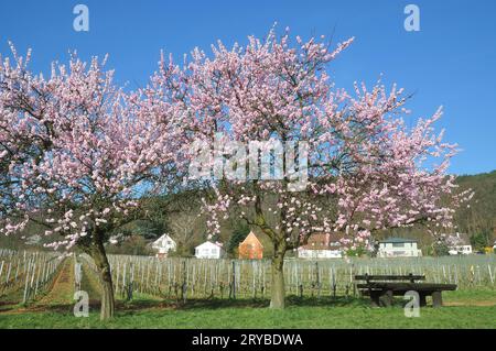 Amande florissante (Prunus dulcis) dans la région viticole du Palatinat près de Gimmeldingen, Rhénanie-Palatinat, Allemagne Banque D'Images