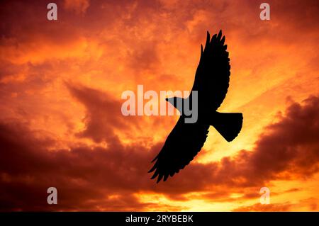 silhouette d'un oiseau corbeau volant contre un ciel de coucher de soleil Banque D'Images