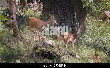 Groupe de cerfs à Dyrehaven, au nord de Copenhague, Danemark Banque D'Images