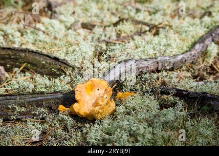 Chanterelles dorées poussant parmi le lichen de renne gris à côté des racines de pin dans la forêt en été. Banque D'Images